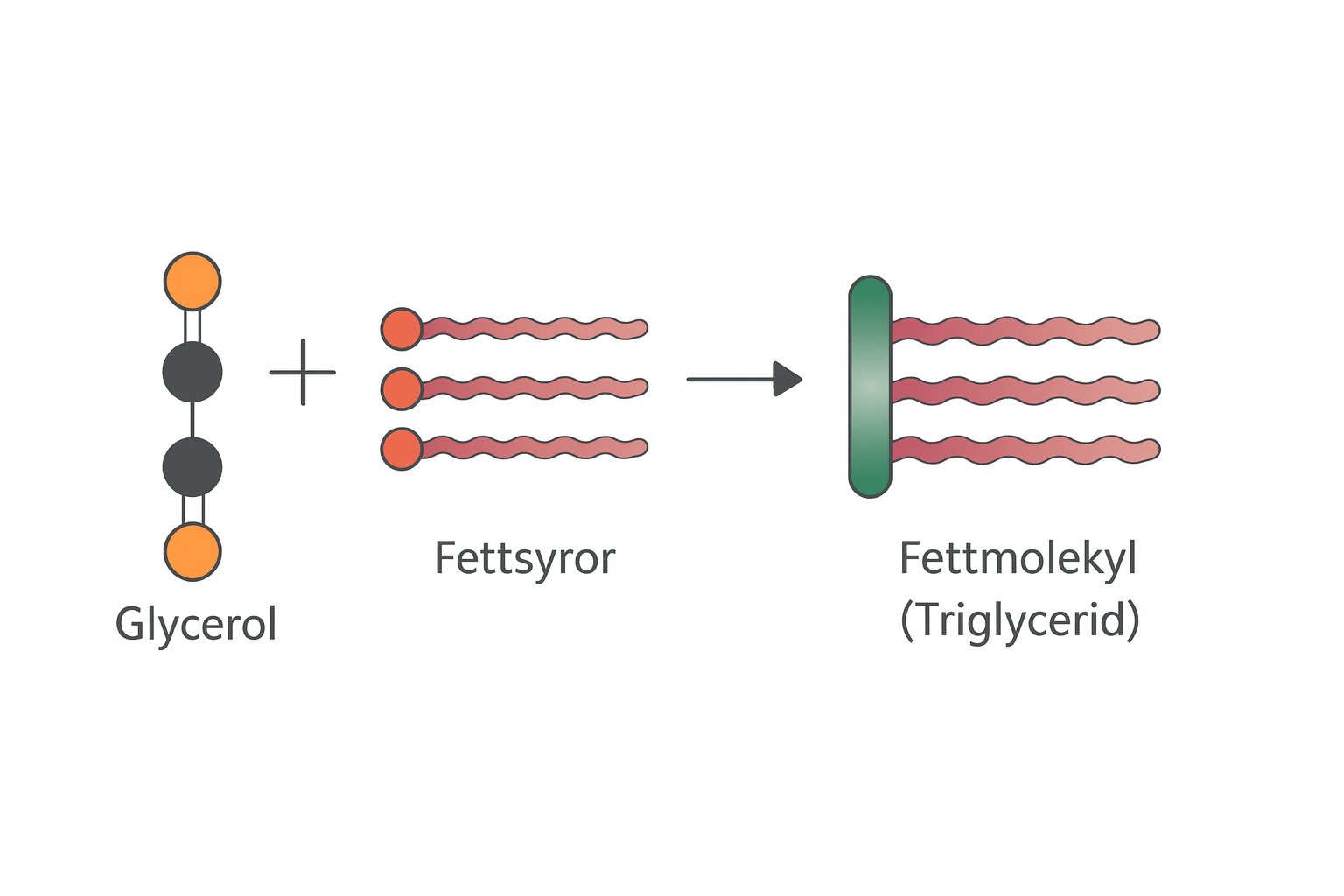 Bildning av fettmolekyl - triglycerid